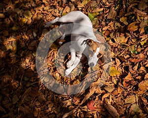 Dog jack russell terrier lies in the fallen leaves on a walk in the autumn park. View from above.