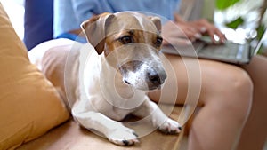 dog Jack Russell terrier looking at the camera obedient lying on a wooden bench