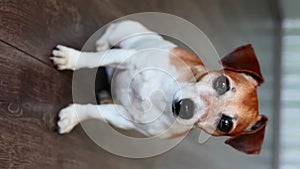 dog Jack Russell terrier looking at camera. sitting on dark wooden floor.