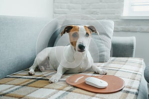 Dog Jack Russell terrier lying on the bed in front of a computer mouse with mousepad