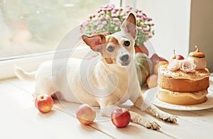 Dog jack russell terrier and naked cake with pumpkins, apples and flowers for halloween.Thanksgiving Day table. Happy Halloween.