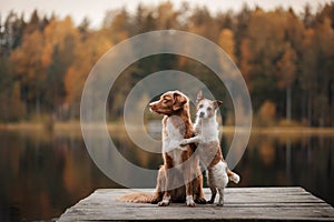 Dog Jack Russell Terrier and Nova Scotia duck tolling Retriever