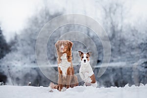 Dog Jack Russell Terrier and a Nova Scotia Duck Tolling Retriever outdoors