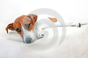 Dog Jack Russell Terrier after poisoning lies on top of the couch on a white background, horizontal