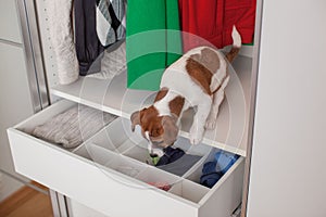 Dog Jack Russell Terrier puppy sits in the closet. Wardrobe storage.