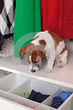 Dog Jack Russell Terrier puppy sits in the closet. Wardrobe storage.