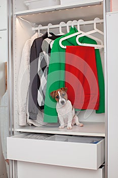 Dog Jack Russell Terrier puppy sits in the closet. Wardrobe storage.