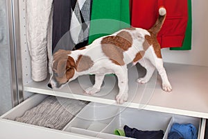 Dog Jack Russell Terrier puppy sits in the closet. Wardrobe storage.