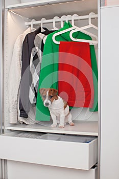 Dog Jack Russell Terrier puppy sits in the closet. Wardrobe storage.