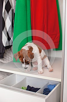 Dog Jack Russell Terrier puppy sits in the closet. Wardrobe storage.