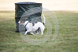 Dog, Jack Russell Terrier, running