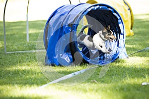 Dog, Jack Russell Terrier, running through agility tunnel