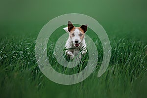 Dog Jack Russell Terrier running on the grass