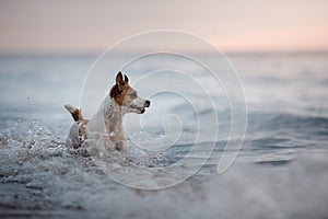 Dog Jack Russell Terrier running in water