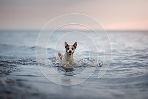 Dog Jack Russell Terrier running in water
