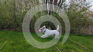 Dog Jack Russell Terrier runs Field green. Slow motion footage