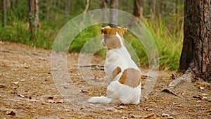 Dog jack russell terrier sits and turn around in the forest and looikng for his owner