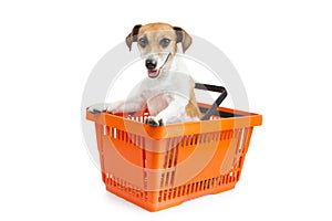 Dog jack russell terrier sitting in a shopping cart