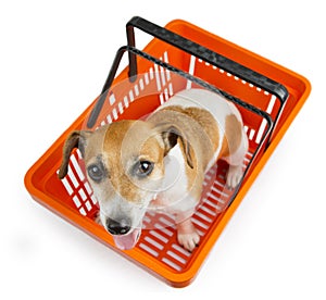 Dog jack russell terrier sitting in a shopping cart