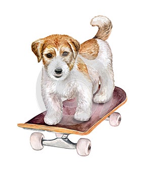 Dog Jack Russell Terrier on skateboard isolated on white background. Watercolor
