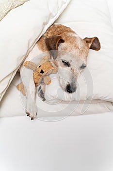 dog Jack Russell terrier sleeping in the white bed