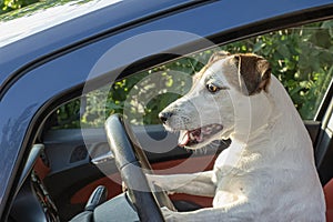 Dog. Jack Russell terrier. A smiling purebred dog driving a car. Road trip