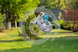 Dog jack russell terrier stained in holi colors jumps on a green lawn.