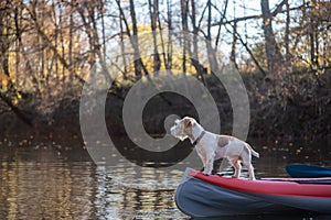 Dog Jack Russell Terrier stands on the bow of the kayak. Landscape with a boat against the background of autumn trees