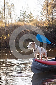 Dog Jack Russell Terrier stands on the bow of the kayak. Landscape with a boat against the background of autumn trees