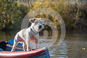 Dog Jack Russell Terrier stands on the bow of the kayak. Landscape with a boat against the background of autumn trees