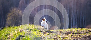 Dog Jack Russell Terrier stands on a hill against the background of the forest.