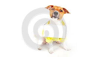 Dog Jack Russell Terrier with suspicious look holding empty sign