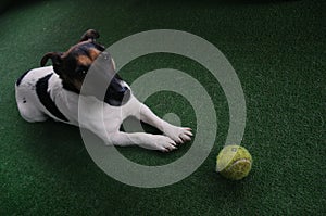 A dog - Jack Russell Terrier waiting playing with tennis ball