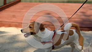 Dog Jack Russell Terrier walking on a leash. Stock footage. Young man walking with his pet in a city summer park.