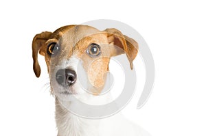 Dog Jack Russell Terrier on white background