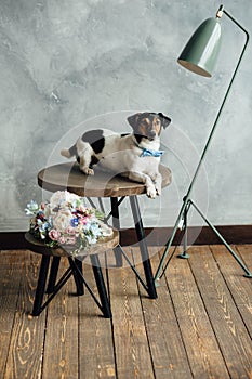 The dog Jack Russell Terrier White with a black and red face with a blue bow tie, lies on a round wooden table next to a wedding b