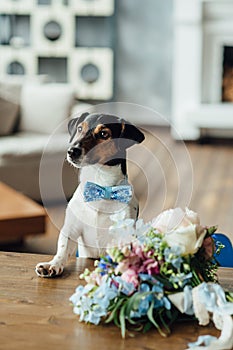 The dog Jack Russell Terrier White with a black and red face with a blue bow tie, is standing with his front paws on a wooden tabl