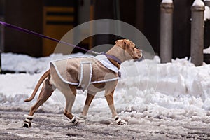 Dog in the jacket and shoes photo