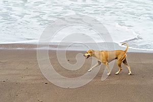 Dog on Jaco beach, in the Puntarenas province of Coata Rica