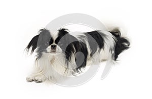 Dog japanese chin