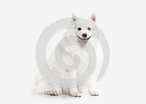 Dog. Japanese white spitz on white background