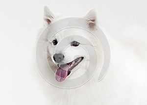 Dog. Japanese white spitz on white background