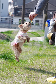 Dog jump