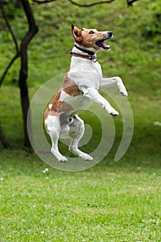 Dog jump into the air