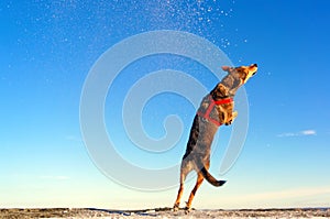 Dog during the jump