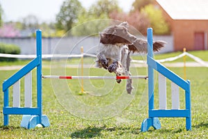 Dog jump over hurdle on course in agility trial