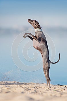 Dog jump on seashore
