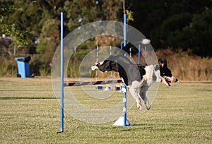 Dog jumping