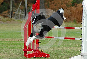 Dog jumping