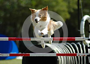 Dog jumping